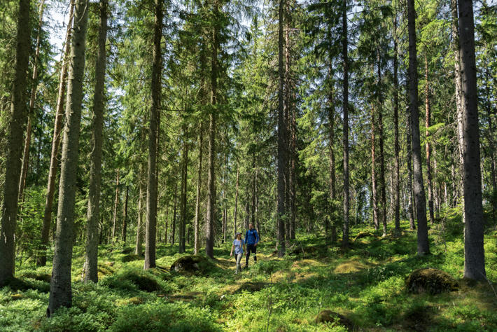 Woman and man walking in a robust forest