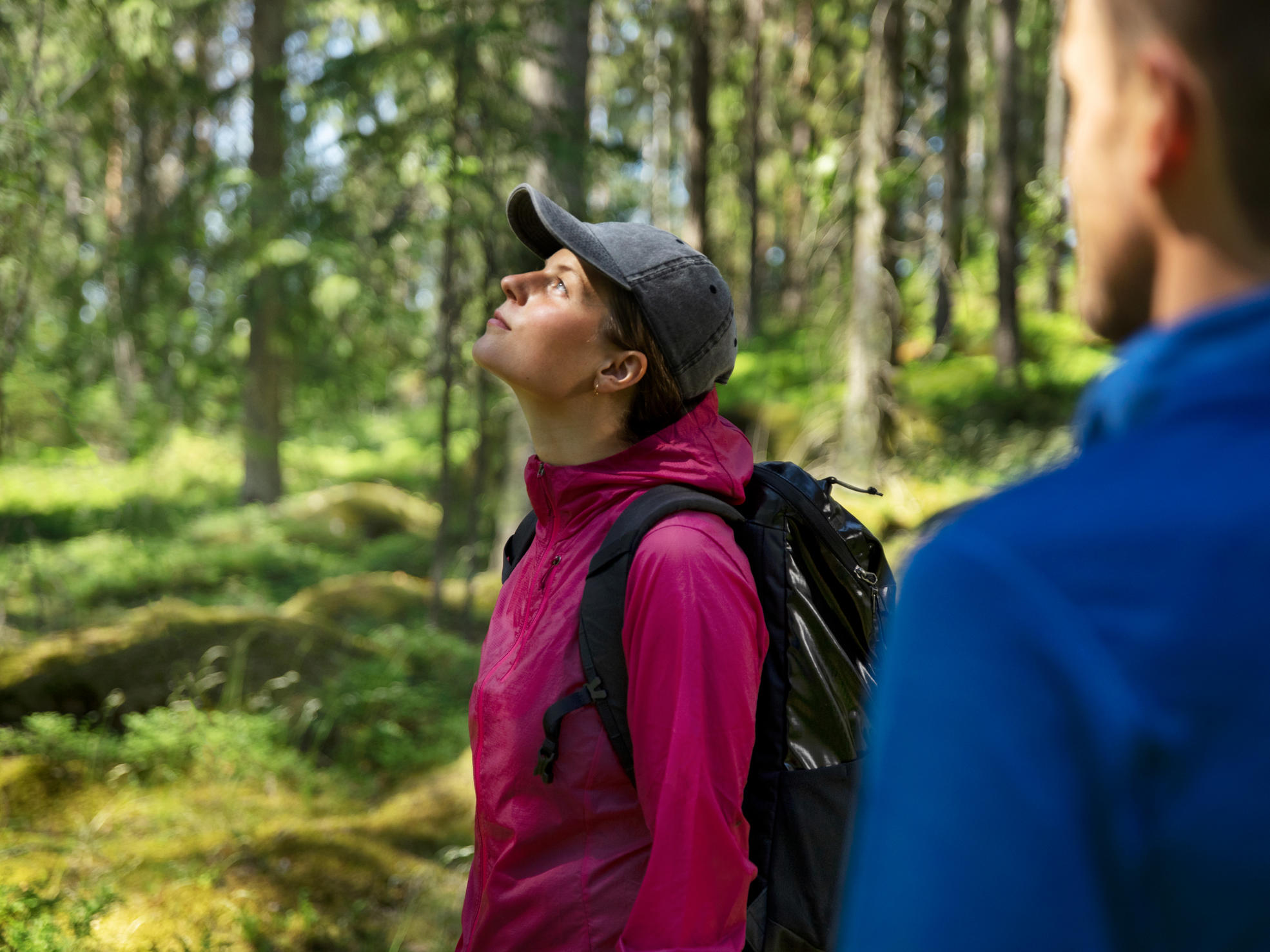 A woman standing in a pine forest, looking at the treetops.