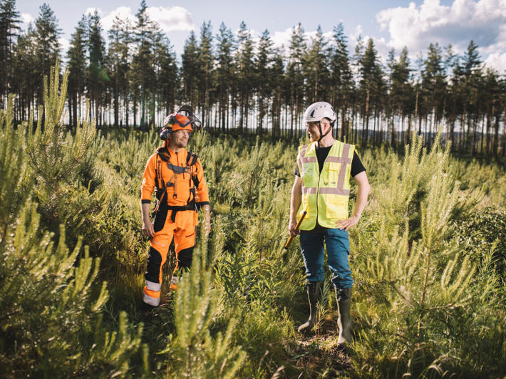 Skogstjänstföretagare och skogsexpert står i plantskog.