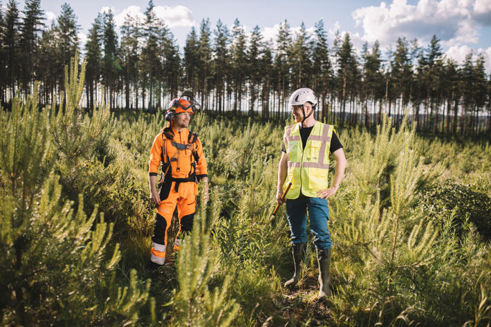 Skogstjänstföretagare och skogsexpert står i plantskog.