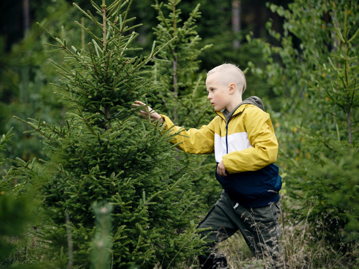 Boy among seedlings, examining the branch of a spruce seedling.