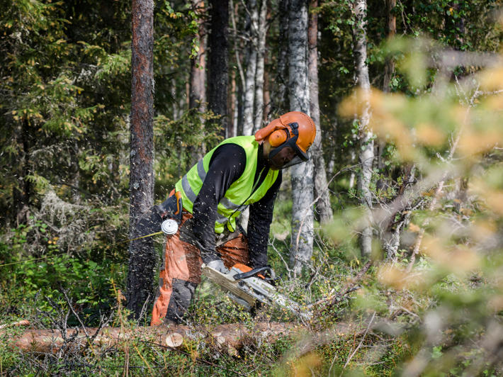 Leveranshandel innebär att skogsägaren fäller träden och transporterar dem till väg att vänta på transport till fabriken. 