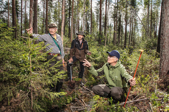 Skogsägare, skogsexpert och skogsvårdsoperatör gräver fram ett torvprov.