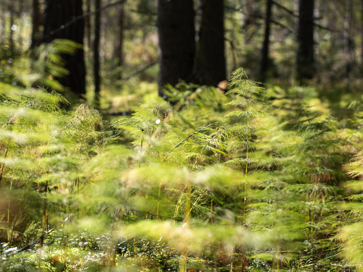Kortteita auringonpaisteessa, taustalla näkyy kuusenrunkoja.