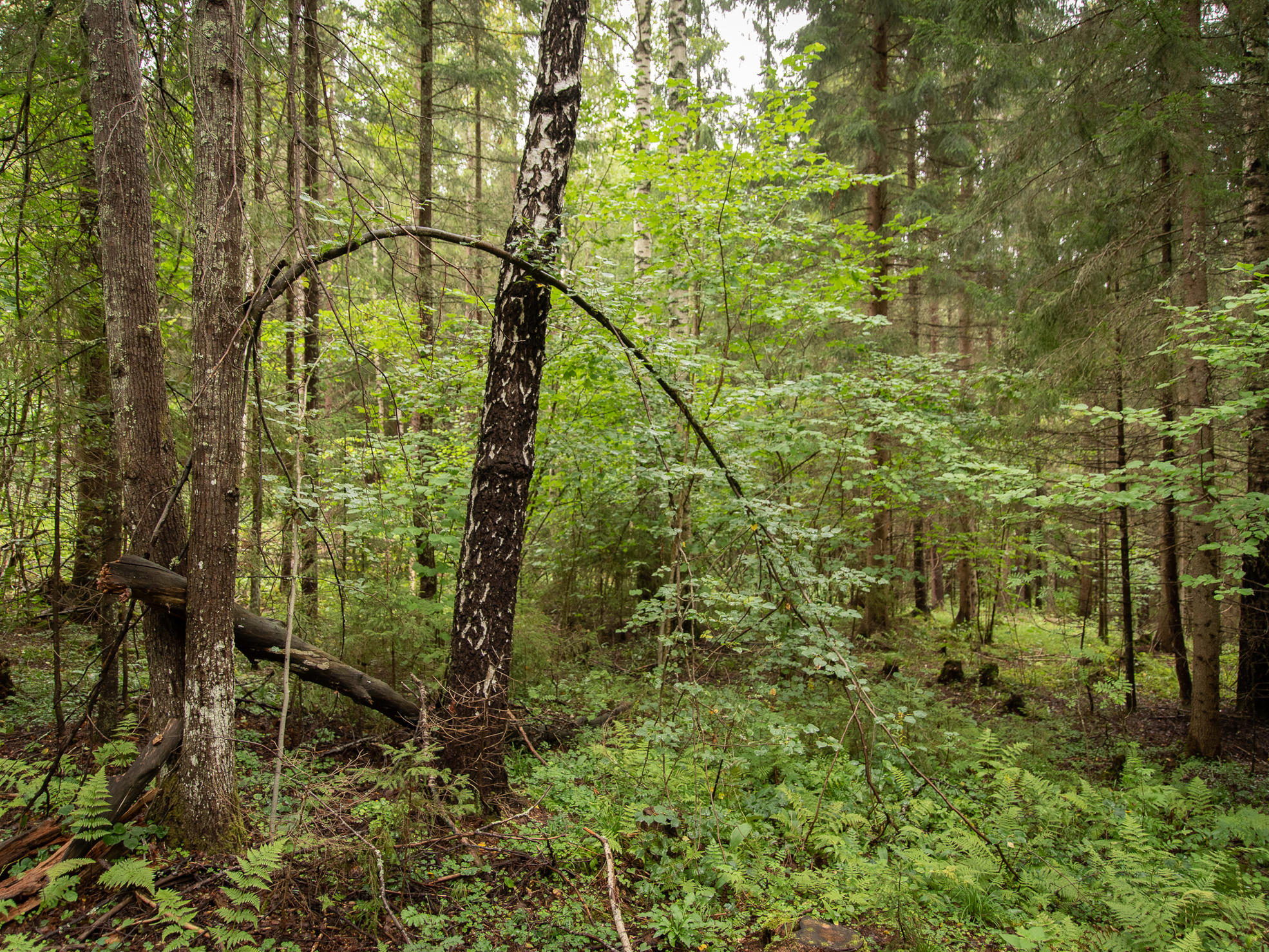 A forest specialist and a forest owner walk in the forest.