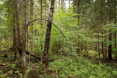 A herb-rich forest with many tree species.