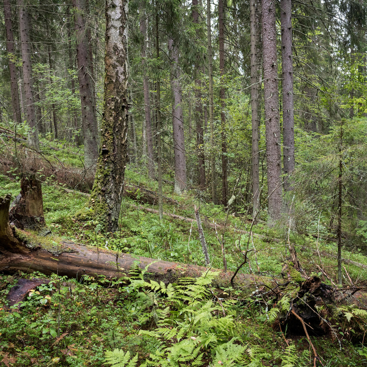 Ta hand om skogens mångfald i alla skeden av skogsvården