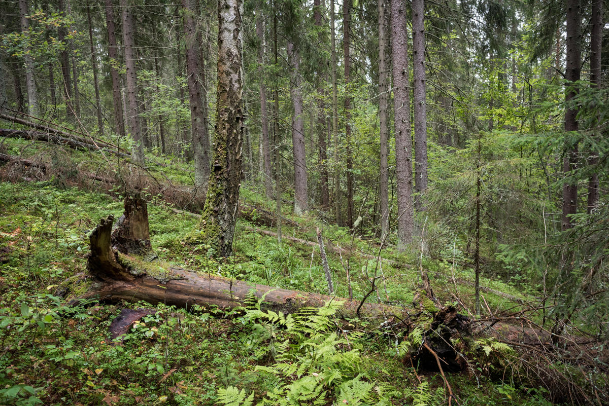 Ta hand om skogens mångfald i alla skeden av skogsvården