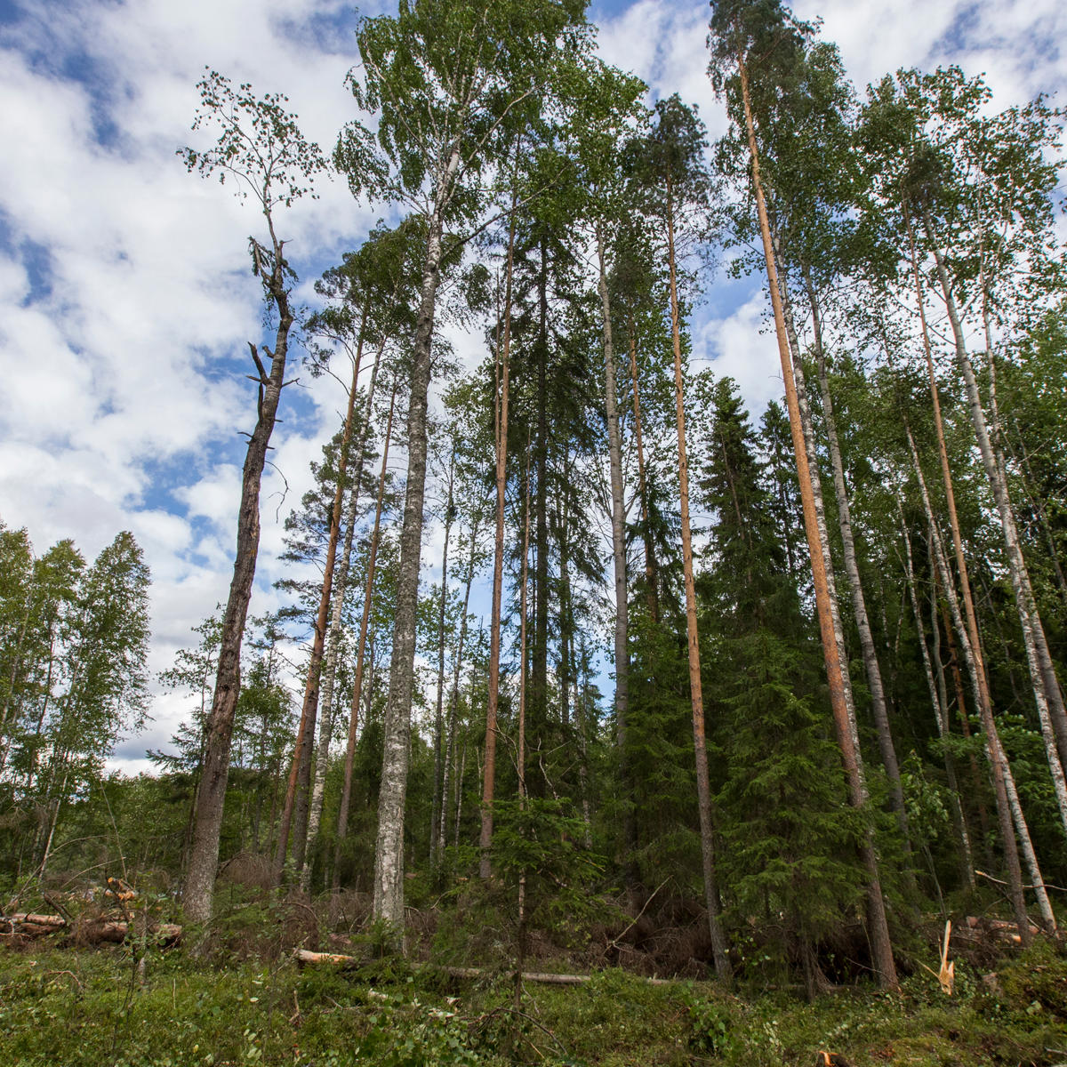 Retention trees