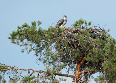 The nesting trees of large birds of prey are protected.
