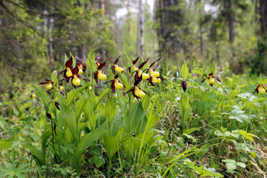 It is prohibited to damage the slipper orchid’s habitat.