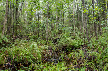The characteristics of valuable nature sites are preserved in forestry.