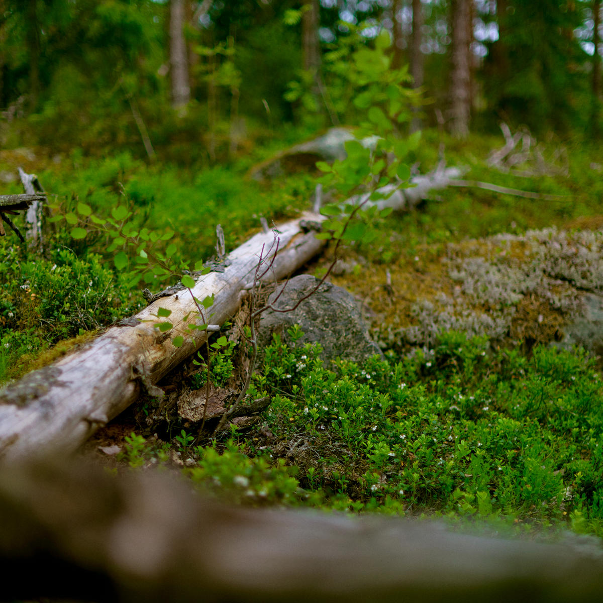 Föregångare inom hållbart skogsbruk