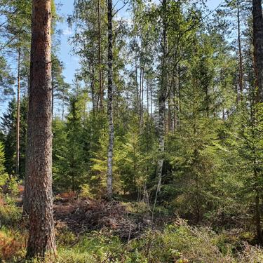 In peatlands, the trees affect the water level.