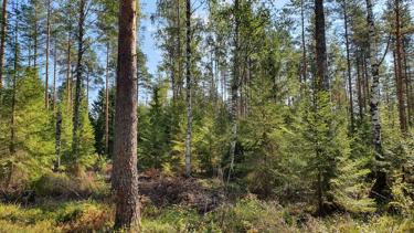 Skogsvård på torvmark kräver kunnande.