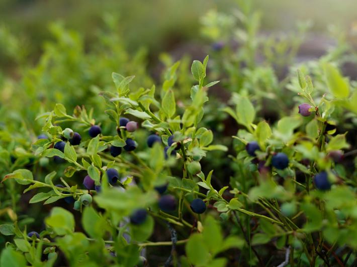 Blueberry twigs with berries.