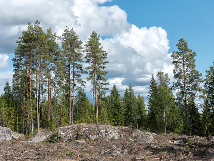 A group of retention trees