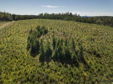 Naturvårdsträd lämnas på förnyelseobjekt.