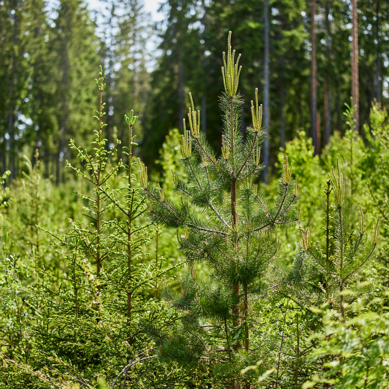 Lisää metsien sekapuustoisuutta