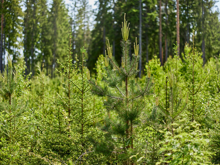 Sekaviljely tarkoittaa, että metsä uudistetaan vähintään kahdella puulajilla.