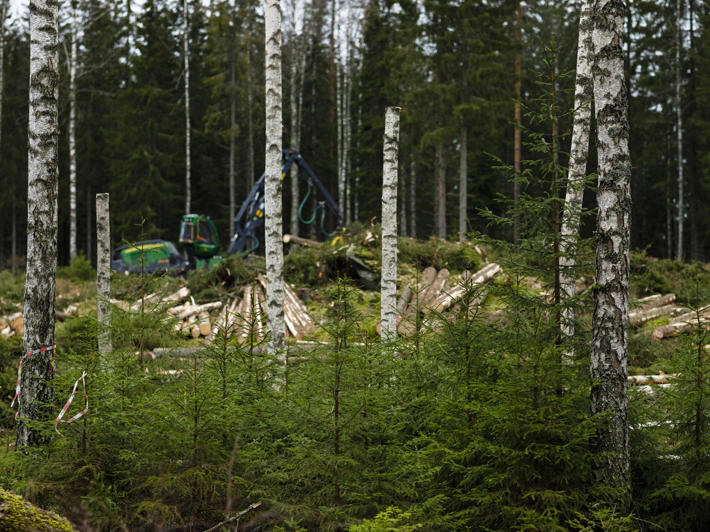 Bild av skyddsbuskage i en grupp av naturvårdsträd samt konstgjorda högstubbar.