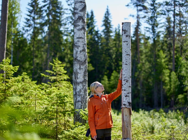A forest specialist looking at a high biodiversity stump.