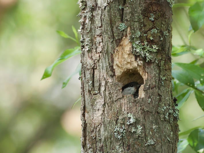 Fågelbo i ett hål i trädet
