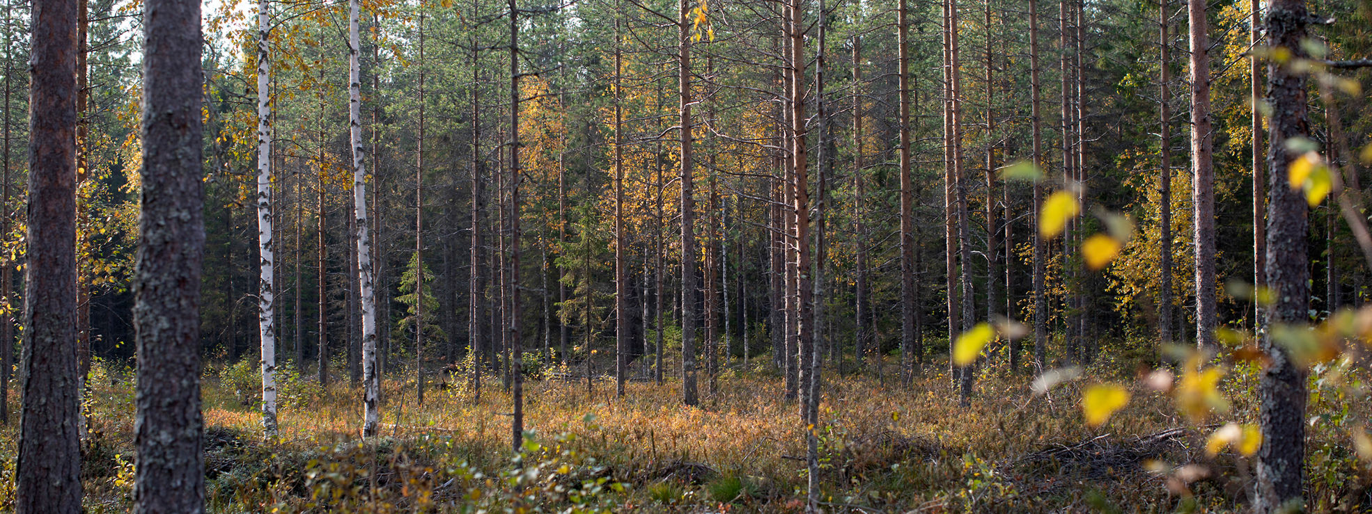 Peatland forest