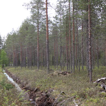 Drainage repair is carried out only if necessary.