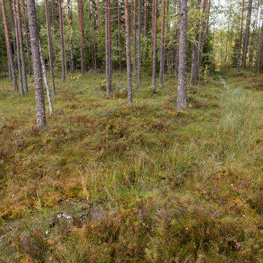 An old ditch is gradually growing over.