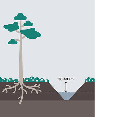 A stable and appropriate water level is important in peatlands.