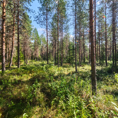 Peatlands often suffer from a lack of nutrients.