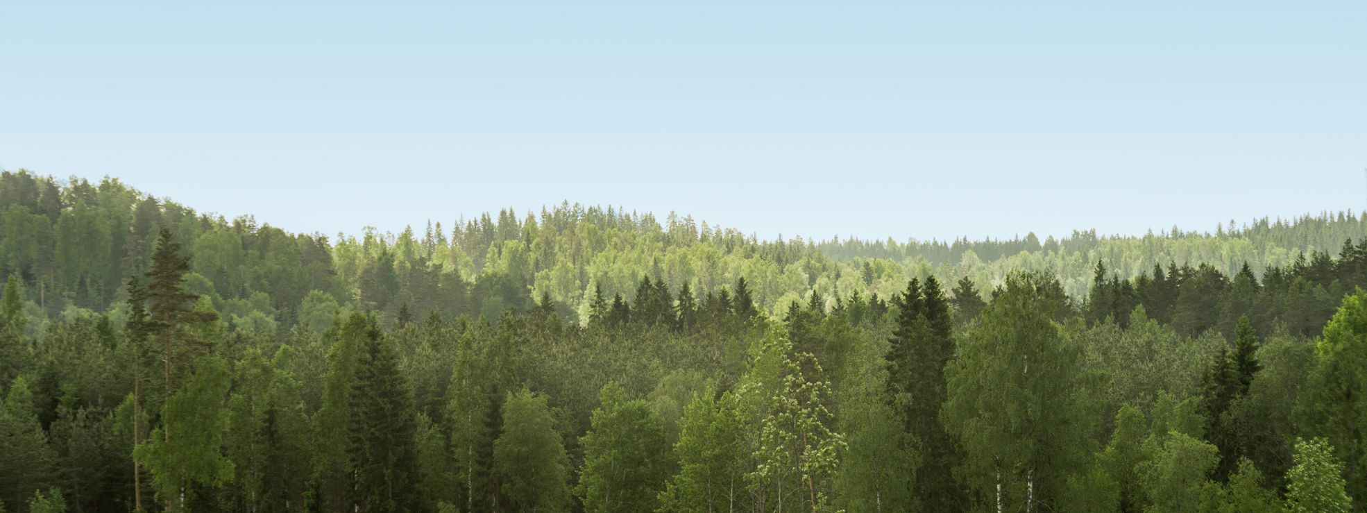 Vides, kvalitātes un drošības politika, meža skats, meža ainava