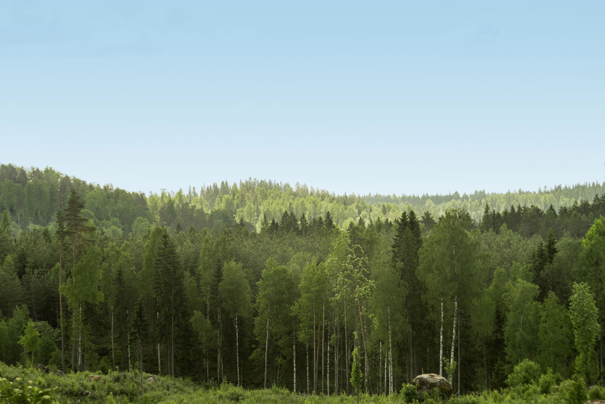 Vides, kvalitātes un drošības politika, meža skats, meža ainava