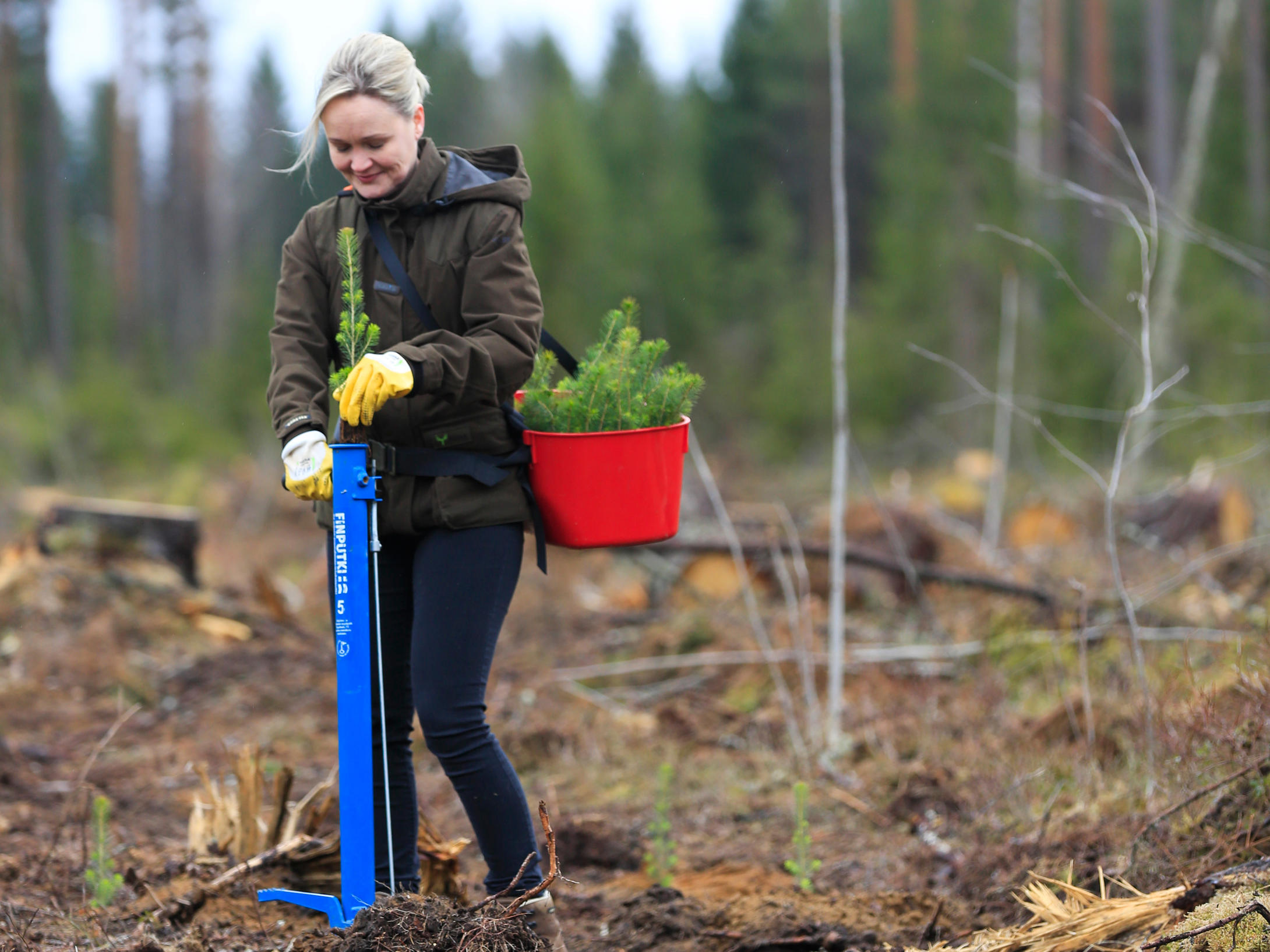 Metsäasiantuntija Katja Tarvainen istuttaa taimea pottiputkella. 