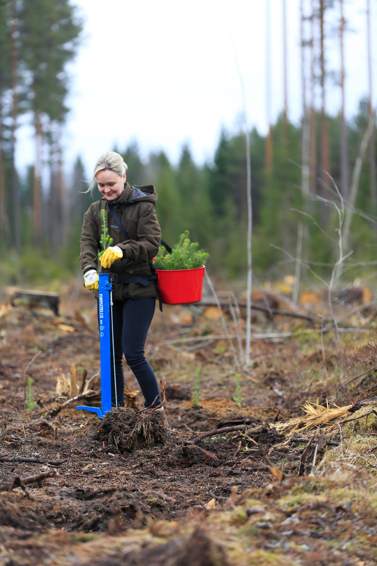 Metsäasiantuntija Katja Tarvainen istuttaa taimea pottiputkella. 
