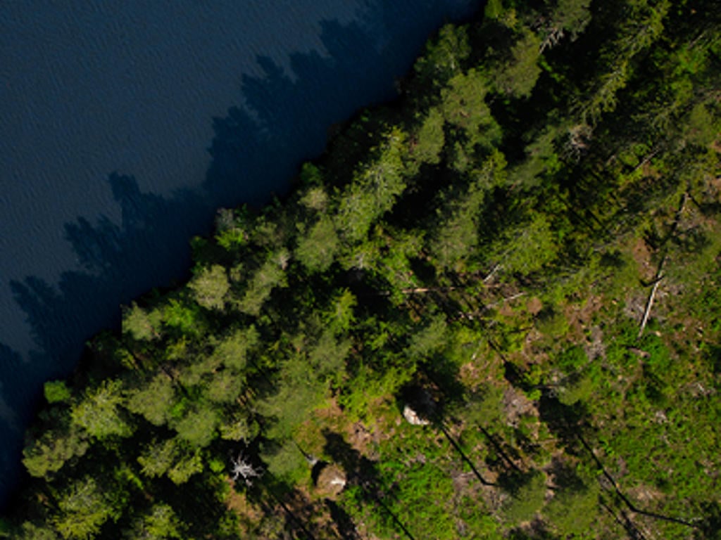 Metsä Groupin tarina