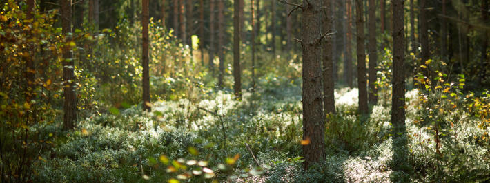 Käytämme tuotteidemme raaka-aineena uusiutuvaa puuta pohjoisen metsistä
