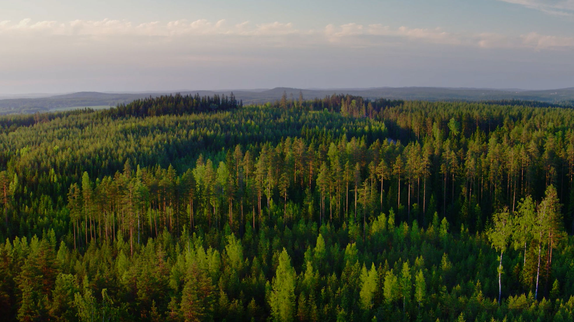 Metsän tarina
