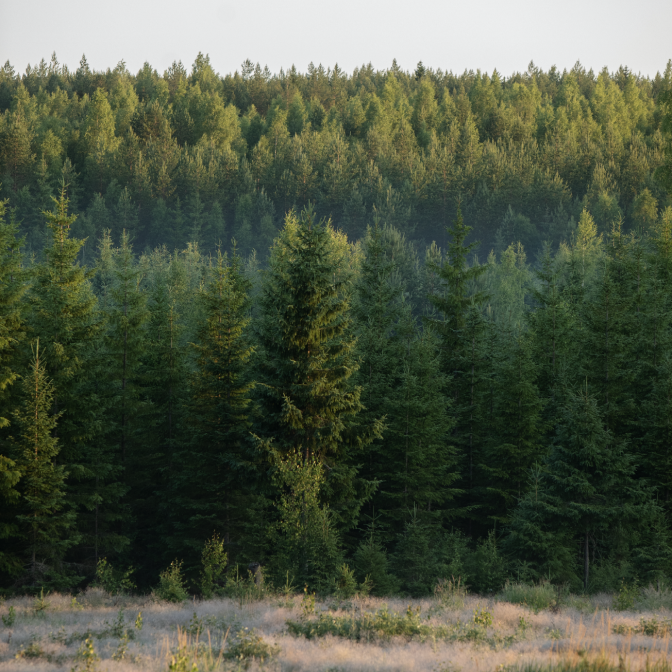 Forest