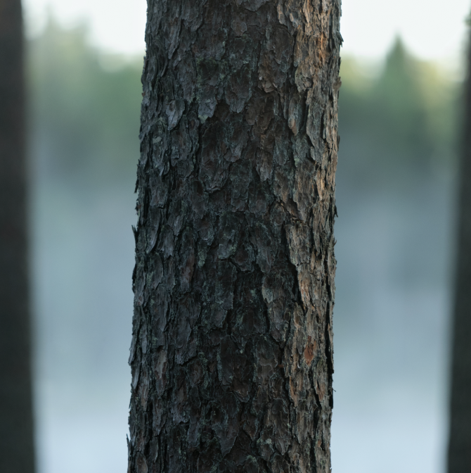 Trunk