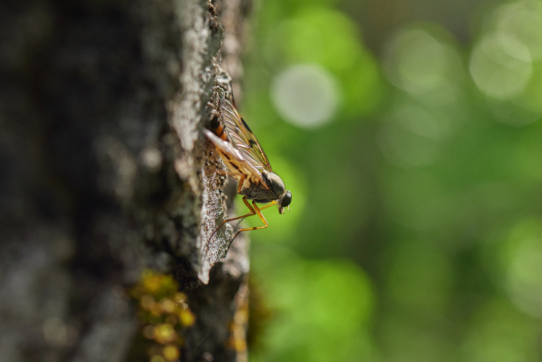 Megatrends biodiversity loss