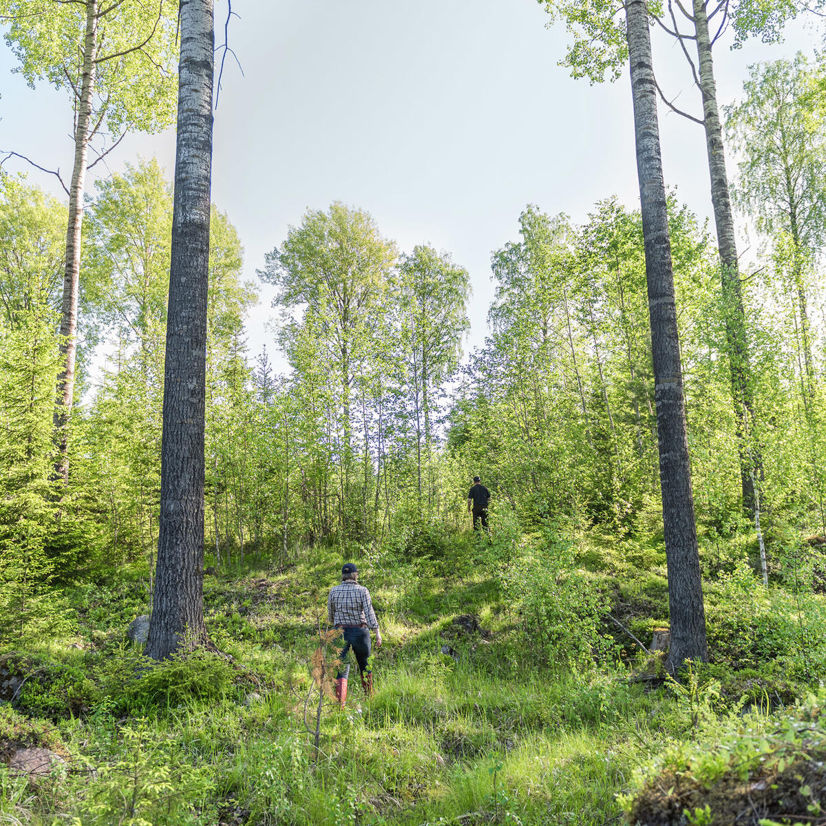 Puunhankinta ja metsäpalvelut