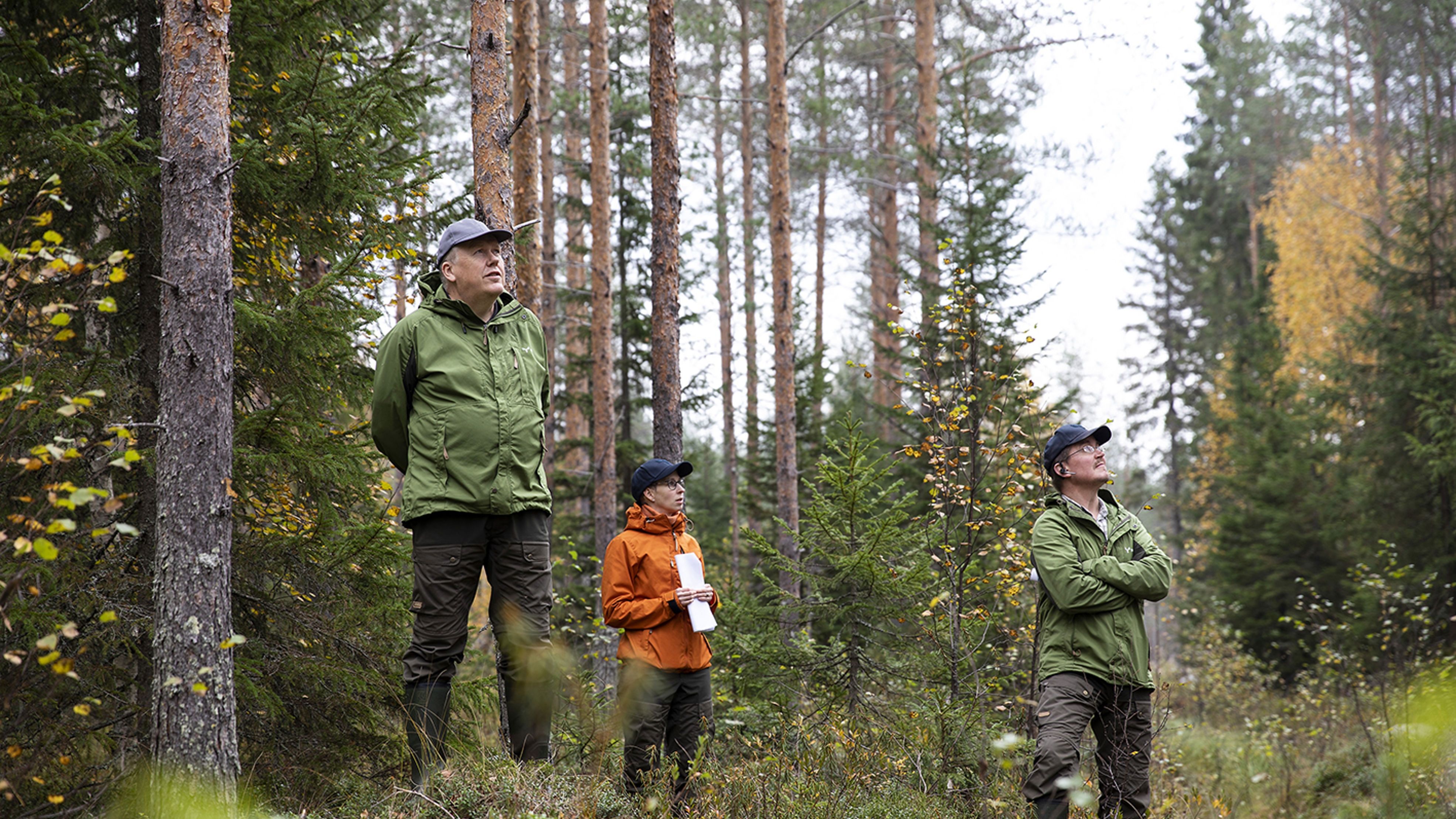 Neljännes Suomen metsistä kasvaa turvemailla