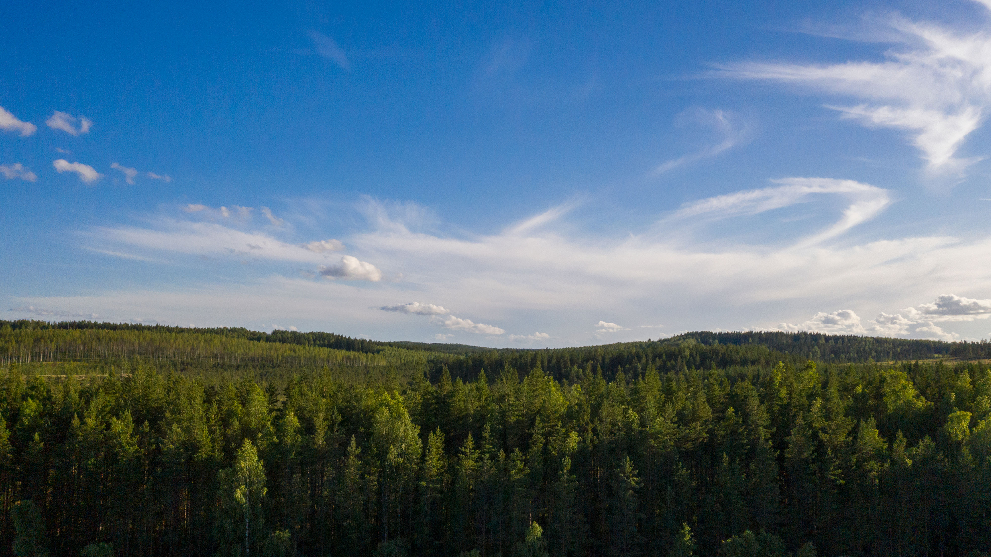 We need strong EU forest strategy 