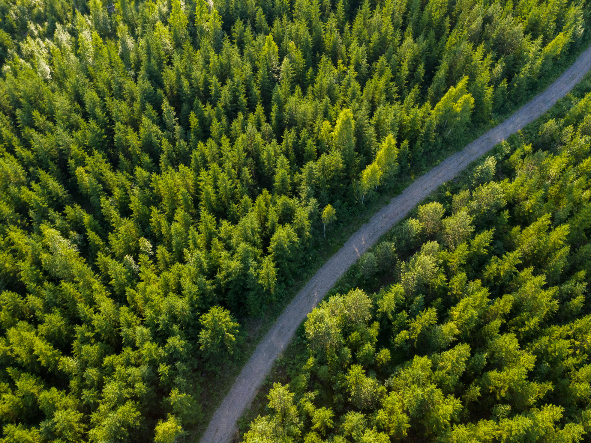 Metsänhoidon käytännöt perustuvat tutkimustietoon