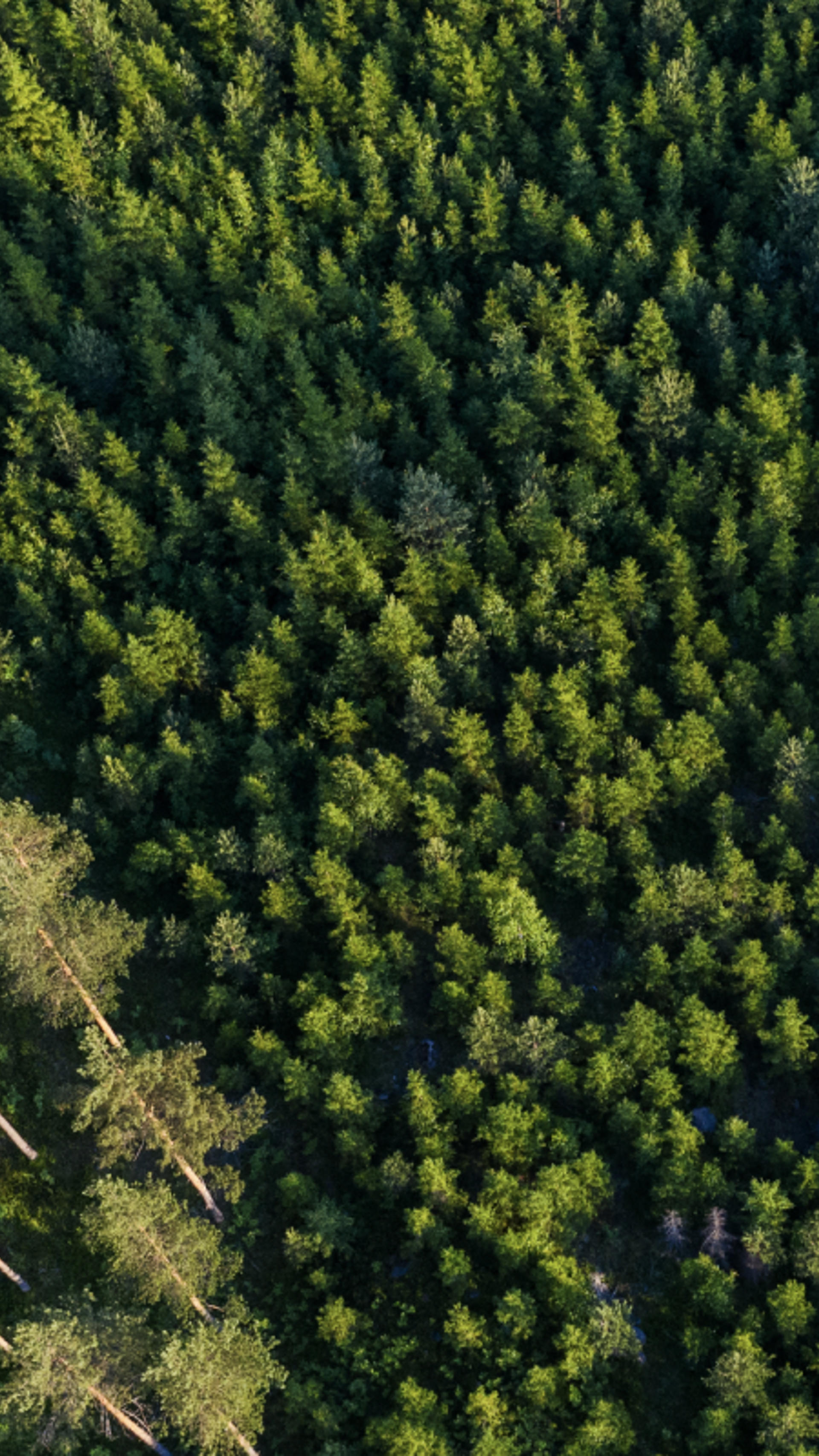 Forest management