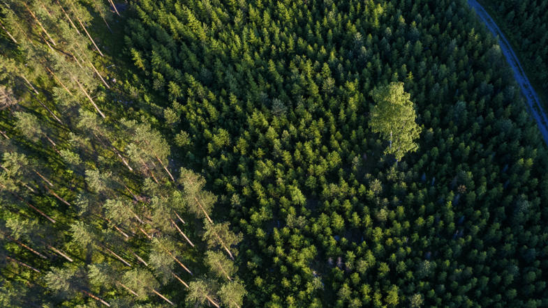Forest management
