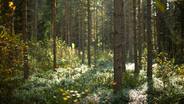 Forest