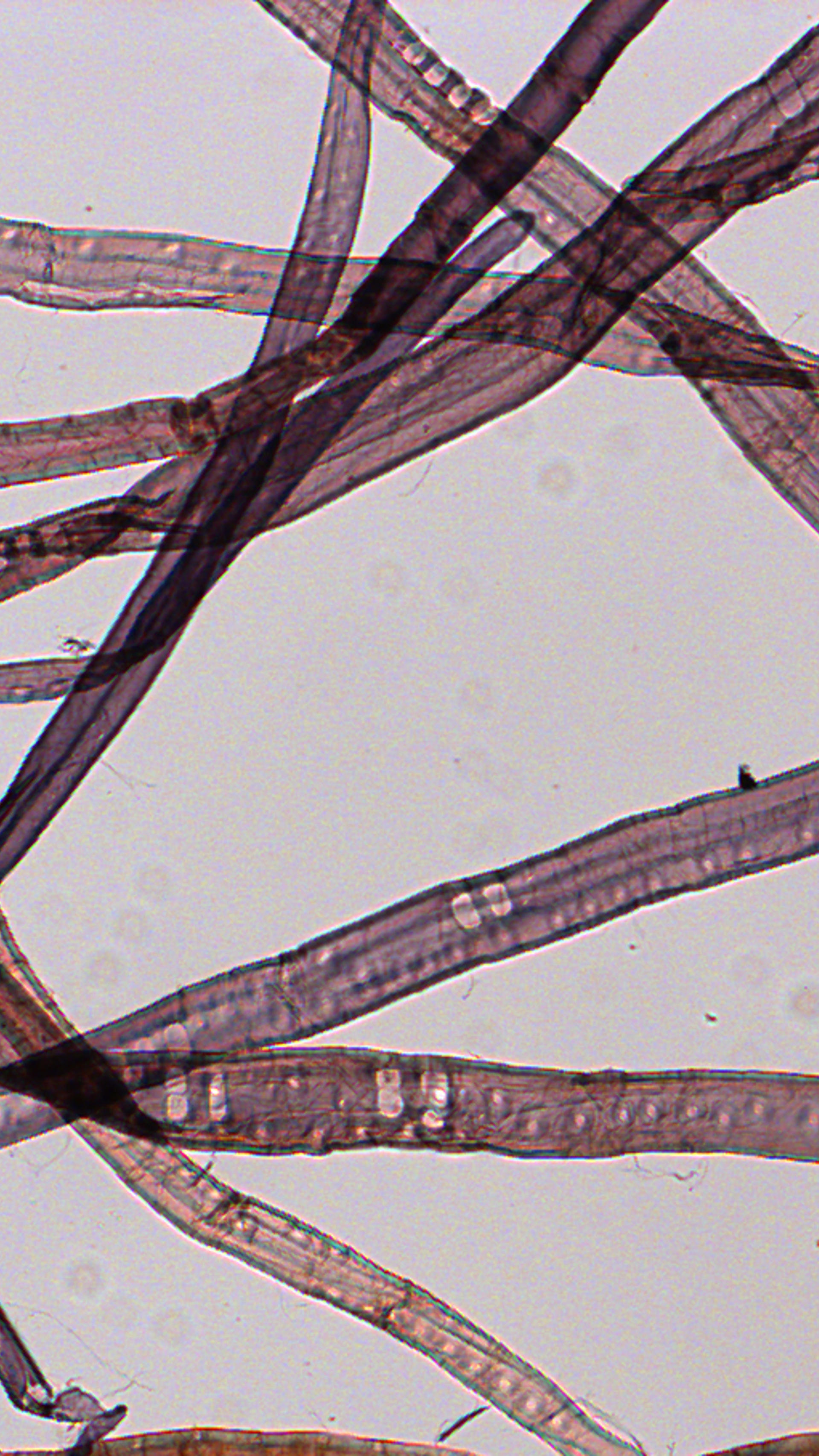 Microscope